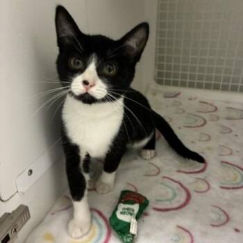 Applejack -  Domestic Short Hair Cat for Adoption in San Antonio, Texas - Applejack | PetCurious
