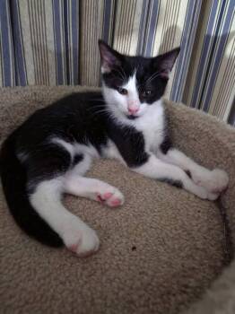 Pancake -  Domestic Short Hair Cat for Adoption in St. Cloud, Florida - Pancake | PetCurious