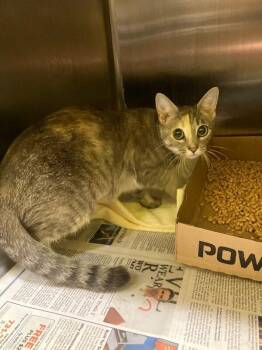 Incubator -  Domestic Short Hair Cat for Adoption in Jackson, Tennessee - Incubator | PetCurious