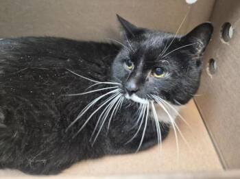 Smokey -  Domestic Short Hair Cat for Adoption in New York, New York - Smokey | PetCurious