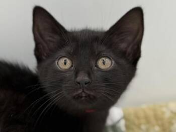 Ocean -  Domestic Short Hair Cat for Adoption in Portland, Oregon - Ocean | PetCurious