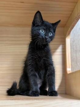 LILO -  Domestic Medium Hair Cat for Adoption in St. Peters, Missouri - LILO | PetCurious