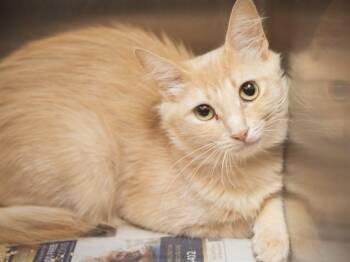 FRANCESCA -  Domestic Short Hair Cat for Adoption in Phoenix, Arizona - FRANCESCA | PetCurious