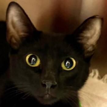 Fish Queen -  Domestic Short Hair Cat for Adoption in Pleasanton, California - Fish Queen | PetCurious