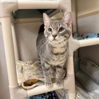 Domestic Short Hair Cats Available for Adoption in Naperville, Illinois - Tiger | PetCurious