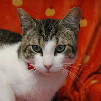 Rescue Domestic Short Hair Cats for Adoption in Fayetteville, Arkansas - Sumo | PetCurious