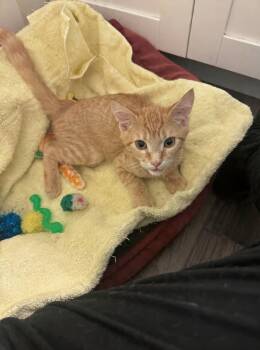 Aussie -  Domestic Short Hair Cat for Adoption in Boca Raton, Florida - Aussie | PetCurious