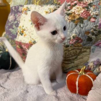Freya -  Domestic Short Hair Cat for Adoption in Lewisville, Texas - Freya | PetCurious