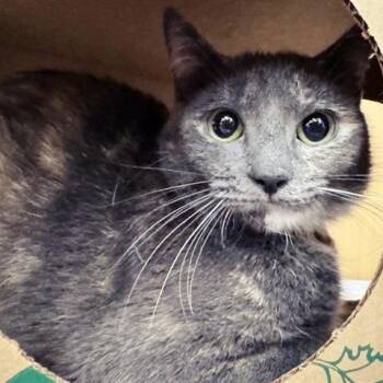 Raisin -  Domestic Short Hair Cat for Adoption in Brentwood, Missouri - Raisin | PetCurious