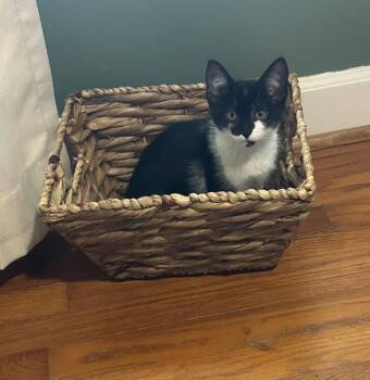 litterbug -  Domestic Short Hair Cat for Adoption in Little Rock, Arkansas - Litterbug | PetCurious
