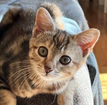 Rescue Domestic Short Hair Cats for Adoption in Cumberland, Maine - Maple | PetCurious