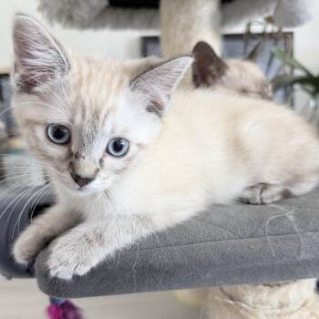JO -  Domestic Short Hair Cat for Adoption in Richmond, California - JO | PetCurious