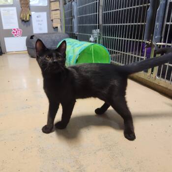 Winkie -  Domestic Short Hair Cat for Adoption in Bolingbrook, Illinois - Winkie | PetCurious