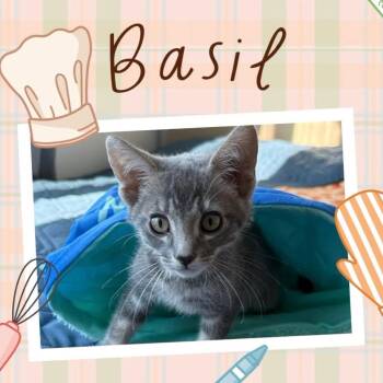 Basil -  Domestic Short Hair Cat for Adoption in Orangevale, California - Basil | PetCurious