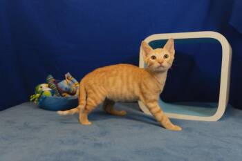 Alexander -  Domestic Short Hair Cat for Adoption in Roanoke, Texas - Alexander | PetCurious