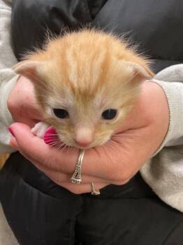 Abyssinian Cats Available for Adoption - Sunny | PetCurious