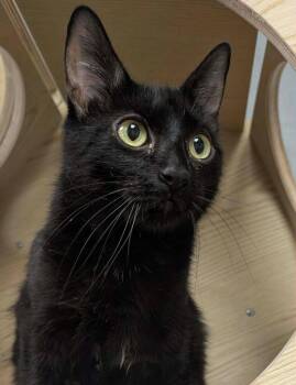 Candy -  Domestic Medium Hair Cat for Adoption in Warren, Michigan - Candy | PetCurious