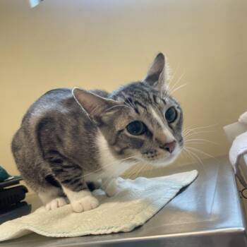Pumba -  Domestic Short Hair Cat for Adoption in Pasadena, California - Pumba | PetCurious