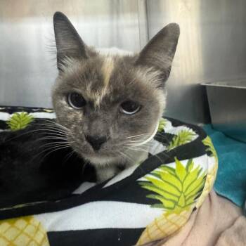 Love -  Siamese Cat Available for Adoption in Buellton, California - Love | PetCurious