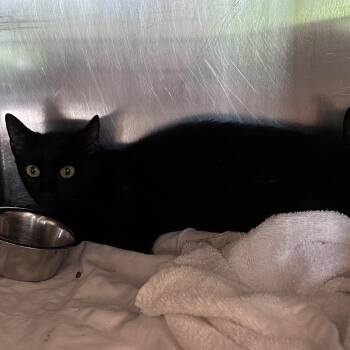 Georgia -  Domestic Short Hair Cat for Adoption in Asheville, North Carolina - Georgia | PetCurious