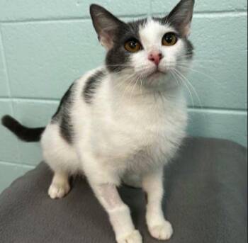 Promo Code -  Domestic Short Hair Cat for Adoption in Raleigh, North Carolina - Promo Code | PetCurious