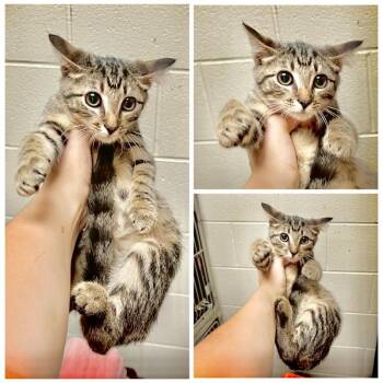 Olivia -  Domestic Short Hair Cat for Adoption in New York, New York - Olivia | PetCurious