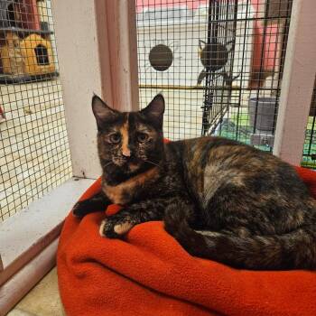 Domestic Short Hair Cats Available for Adoption in Monroe, Louisiana - Lizbeth | PetCurious