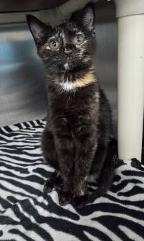 Domestic Short Hair Cats Available for Adoption in Parsons, Kansas - Sparrow | PetCurious