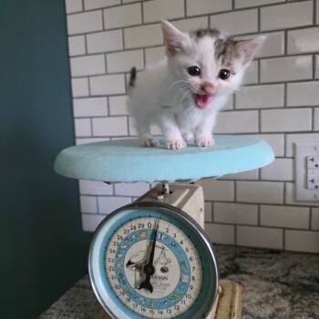 Mini Mouse C10988 -  Domestic Short Hair Cat for Adoption - Mini Mouse C10988 | PetCurious