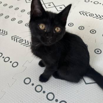 Domestic Short Hair Cats Available for Adoption - Natalia | PetCurious