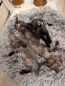 Pumpkin -  Domestic Short Hair Cat for Adoption in Liberty, New York - Pumpkin | PetCurious