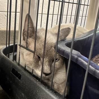 Melanieee -  Siamese Cat for Adoption in Rocky Mount, Virginia - Melanieee | PetCurious