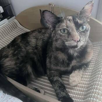 Miley -  Tortoiseshell Cat for Adoption - Miley | PetCurious
