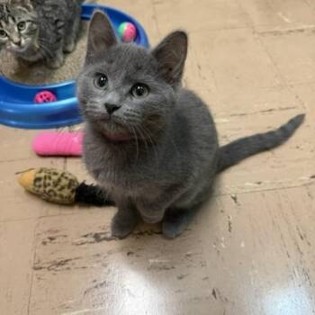 Selkie -  Domestic Medium Hair Cat for Adoption in Chisholm, Minnesota - Selkie | PetCurious
