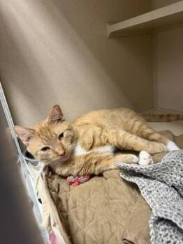 Simba- Office cat -  Domestic Short Hair Cat for Adoption in East Brookfield, Massachusetts - Simba- Office Cat | PetCurious