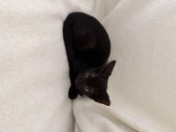 Clove -  Bombay and Domestic Short Hair Cat for Adoption in New Orleans, Louisiana - Clove | PetCurious