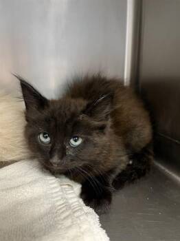 ONYX* -  Domestic Short Hair Cat for Adoption in Santa Cruz, California - ONYX* | PetCurious