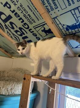Mozzarella -  Domestic Short Hair Cat for Adoption in Essex, Maryland - Mozzarella | PetCurious