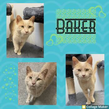 Baker -  Domestic Short Hair Cat for Adoption in Clearfield, Pennsylvania - Baker | PetCurious