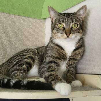 Rescue Domestic Short Hair Cats for Adoption in San Diego, California - Tigger | PetCurious