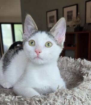Kingston -  Domestic Short Hair Cat for Adoption in Syracuse, New York - Kingston | PetCurious