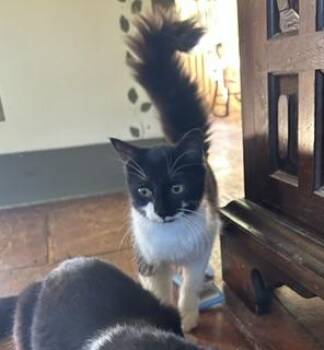 Dominick -  Domestic Medium Hair Cat for Adoption in Albany, New York - Dominick | PetCurious