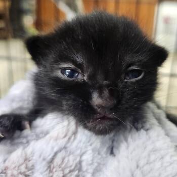 Sir Knots-A-Lot -  Domestic Short Hair Cat for Adoption in Middletown, Ohio - Sir Knots-A-Lot | PetCurious