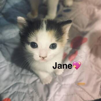 Jane -  Domestic Short Hair Cat for Adoption in Peachtree City, Georgia - Jane | PetCurious