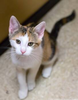 Rescue Domestic Short Hair Cats for Adoption in Camp Hill, Pennsylvania - Rose | PetCurious