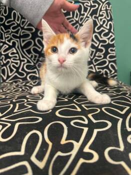 Alyssa -  Domestic Short Hair Cat for Adoption in Marion, Ohio - Alyssa | PetCurious