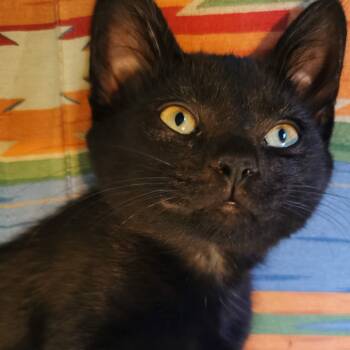 Arlo -  Domestic Short Hair Cat for Adoption in Oshawa, Ontario - Arlo | PetCurious