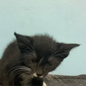 Bogie -  Domestic Short Hair Cat for Adoption in Tampa, Florida - Bogie | PetCurious