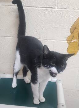 260805  Asia -  Domestic Short Hair Cat for Adoption in Wetumpka, Alabama - 260805  Asia | PetCurious