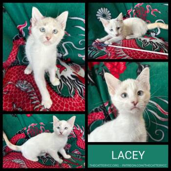 Lacey -  Domestic Short Hair Cat for Adoption in Corpus Christi, Texas - Lacey | PetCurious